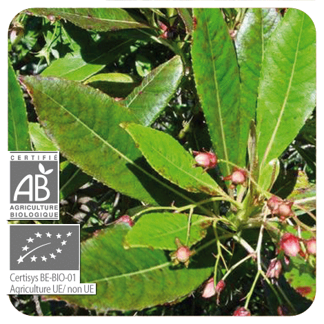 ローズウッド(葉) – プラナロム エッセンシャルオイル・精油｜健草医学舎