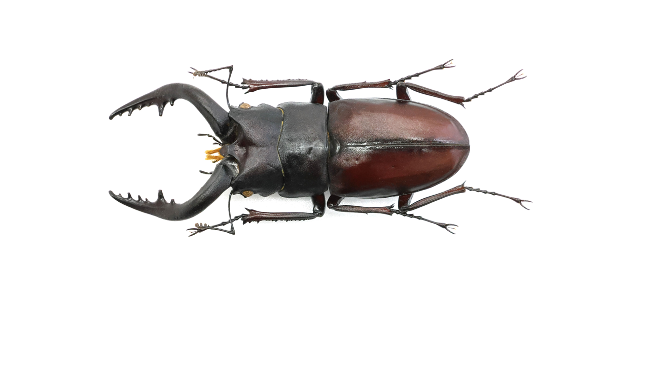 コンゴの異形クワガタ カザリツノクワガタ標本 Yahoo!オークション