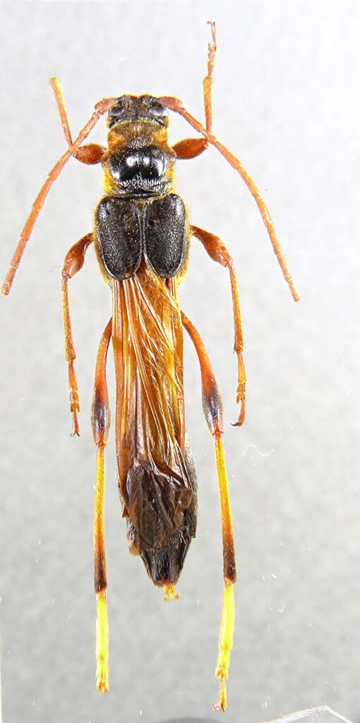 オニホソコバネカミキリ | レッドデータブックおおいた2022