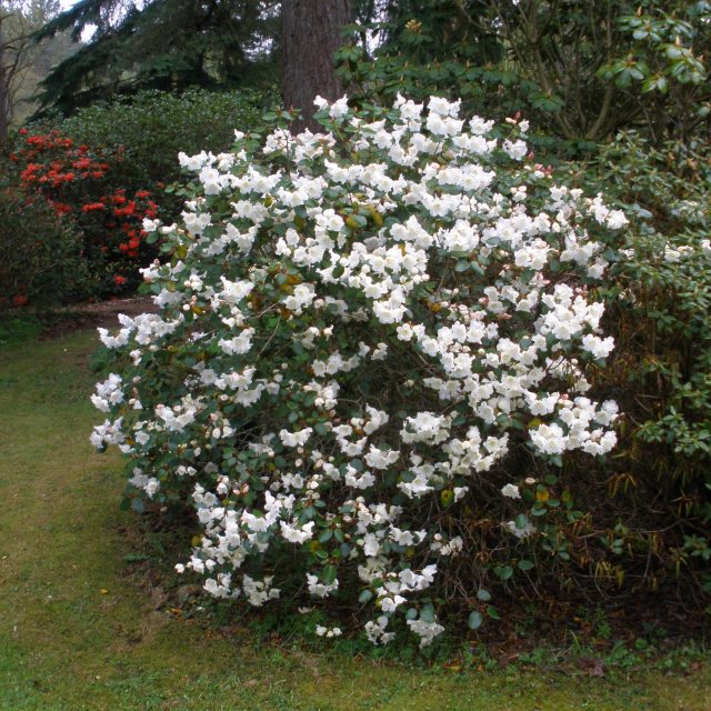 Cowslip Rhododendron - Buy Cowslip yakushimanum Rhododendrons