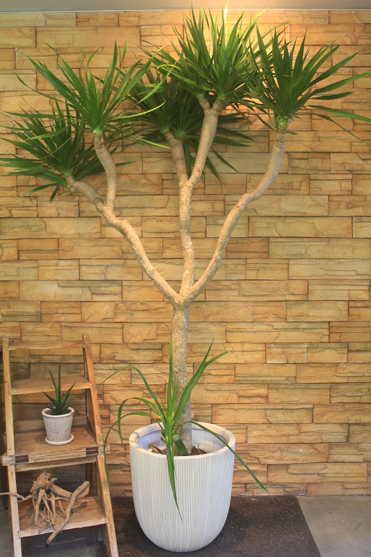 ドラセナ・パラオ361｜観葉植物専門店「ワールドガーデン」