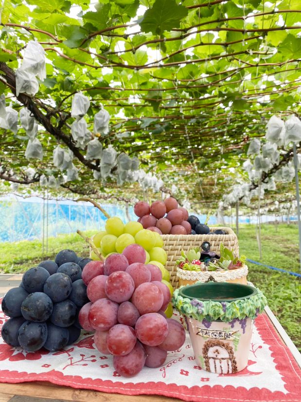 限定予約販売】「音楽を聴かせた奇跡のぶどう」長野県須坂市の中村農園