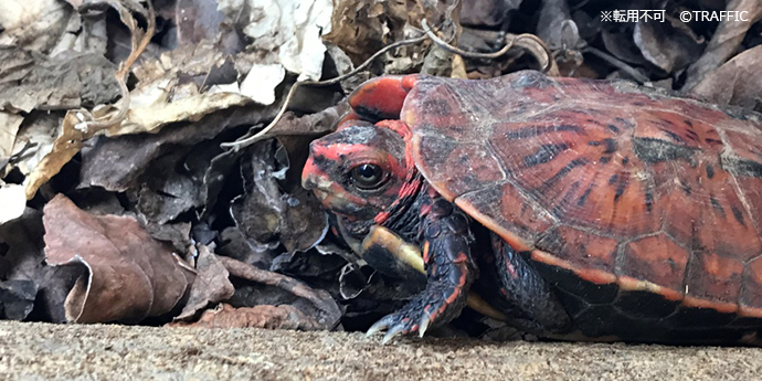 日本の希少種63種が新たに法律上の保護対象に ｜WWFジャパン