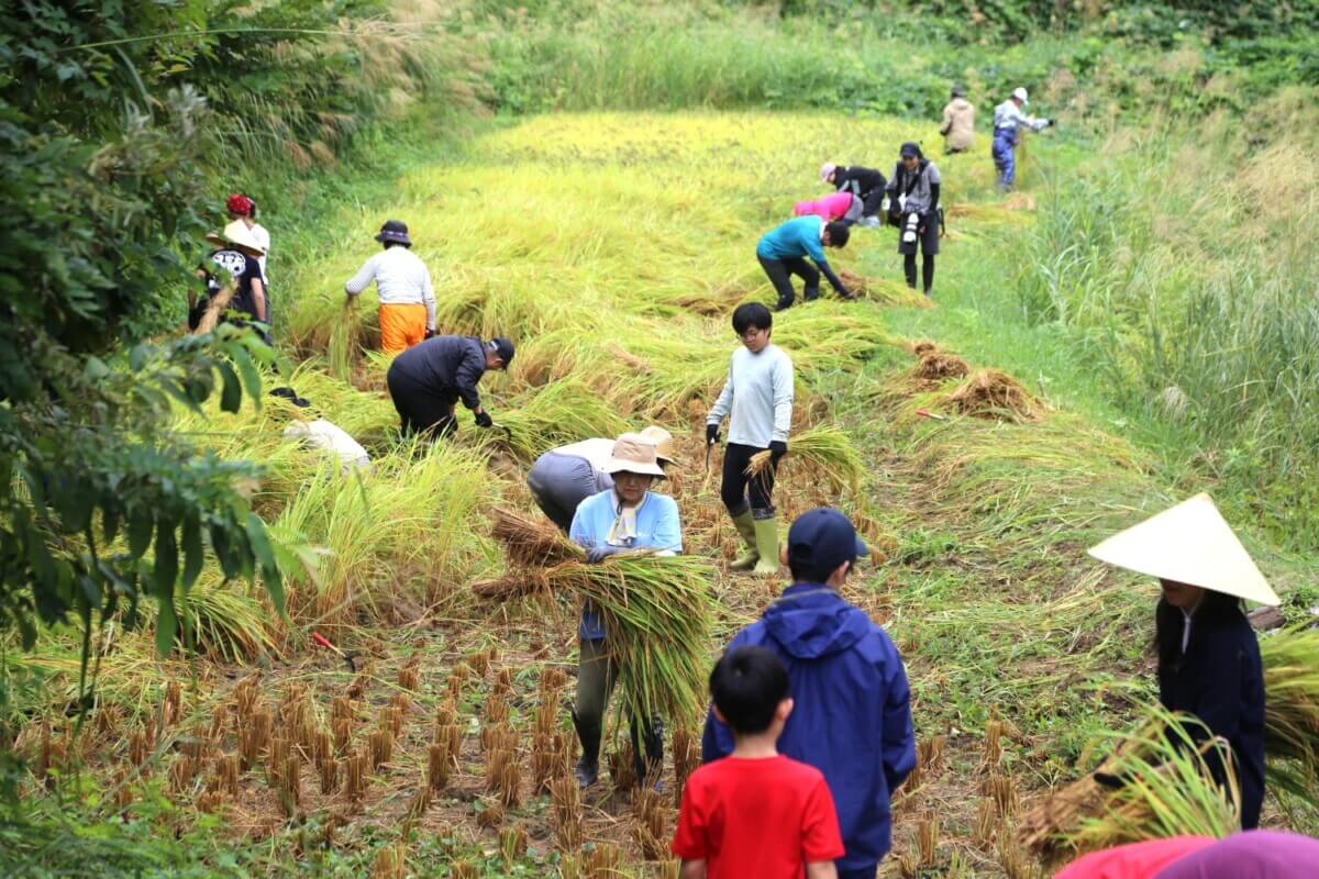 大変だけどめちゃくちゃ貴重な体験！」蒲生の棚田で手刈りでの稲刈り