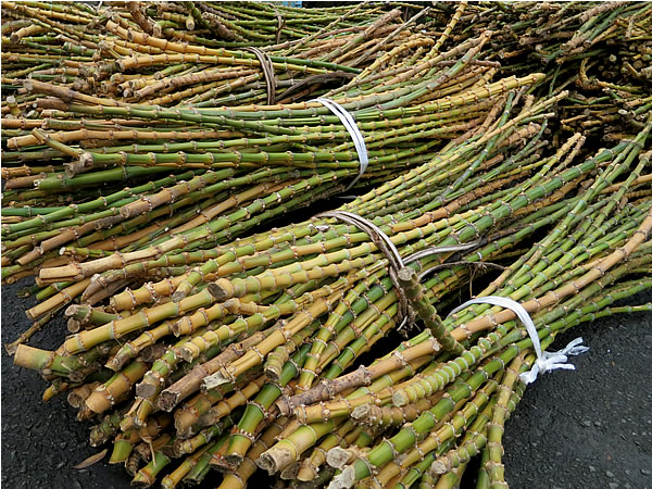 竹根の入荷 - 竹虎四代目がゆく！