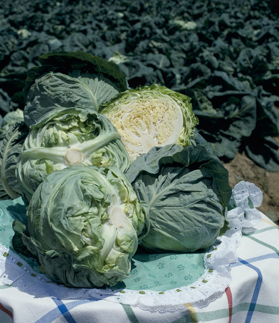 春ひかり七号 キャベツ ｜ 品種カタログ ｜ タキイの野菜【タキイ種苗】