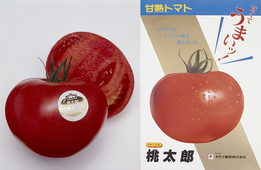 消費者と共に育った“甘熟”ブランド——進化し続ける「桃太郎トマト