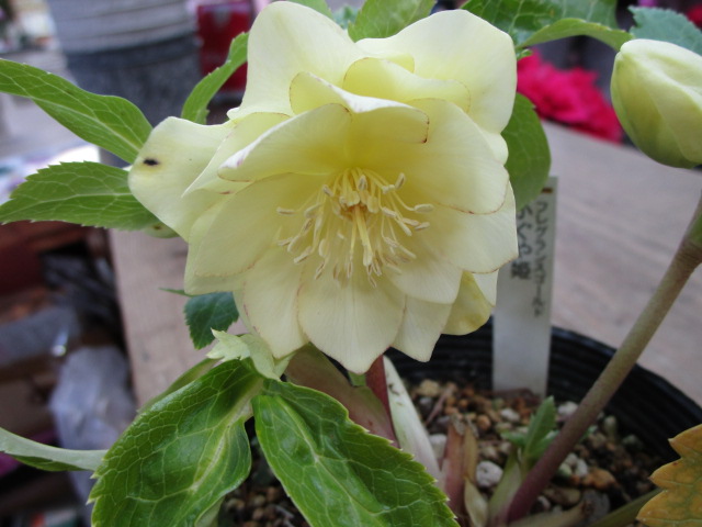 港北NT店】クリスマスローズなど、歳末も花続々入荷中です！ | ザ