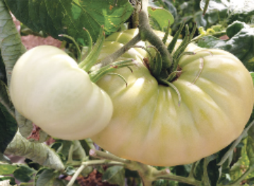 CRYSTAL TOMATO クリスタルトマト | 取扱い化粧品一覧 | つかはら