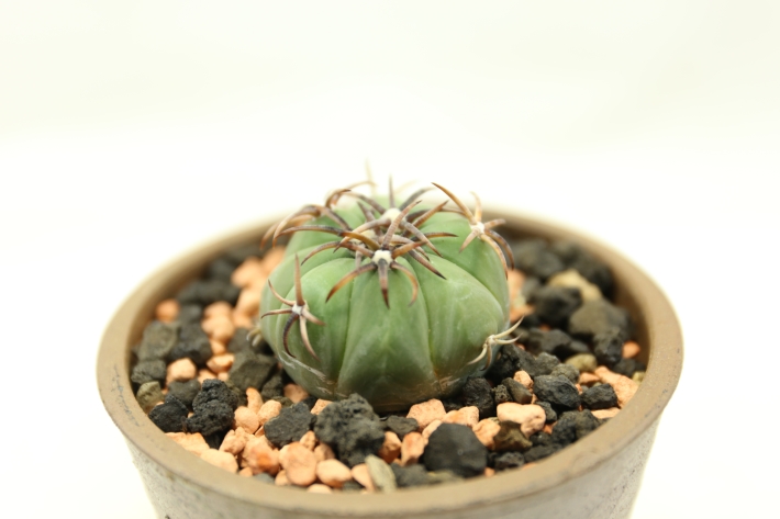 雷帝 実生 A2991☆エキノカクタス サボテン☆浦部陽向園