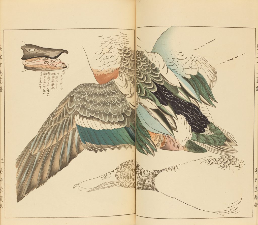 百花百鳥―うみもり・うるわしの花鳥版画― – 広島 海の見える杜美術館