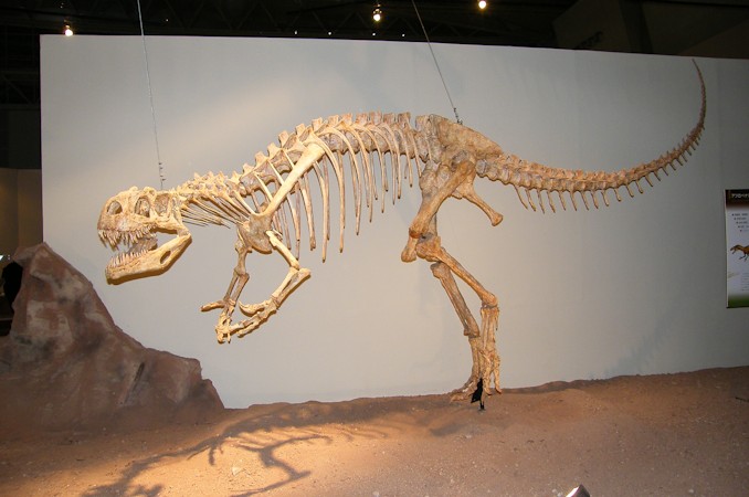 アフロベナトル フットクロウ 化石 恐竜