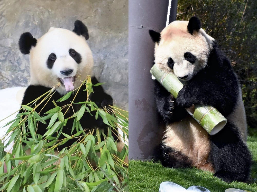 白浜アドベンチャーワールドのパンダ「良浜」「結浜」「彩浜」「楓浜