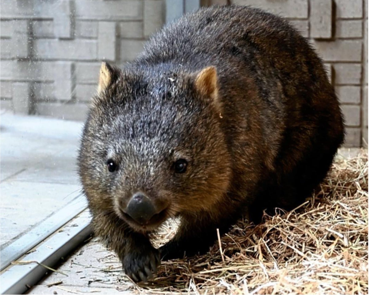 オーストラリアからやって来たウォンバット2匹の名前決定！…公募の