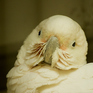 夢見ヶ崎動物公園にいるシロビタイムジオウム - 神奈川県川崎市にある