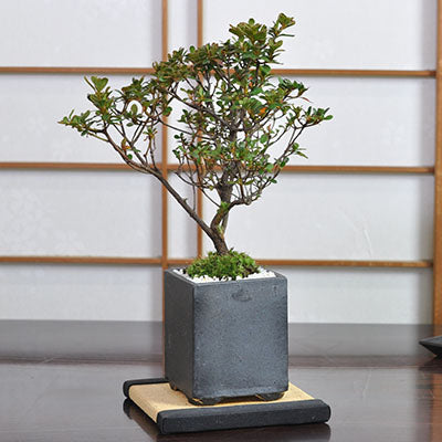 サツキ（皐月） – 盆栽妙 本店