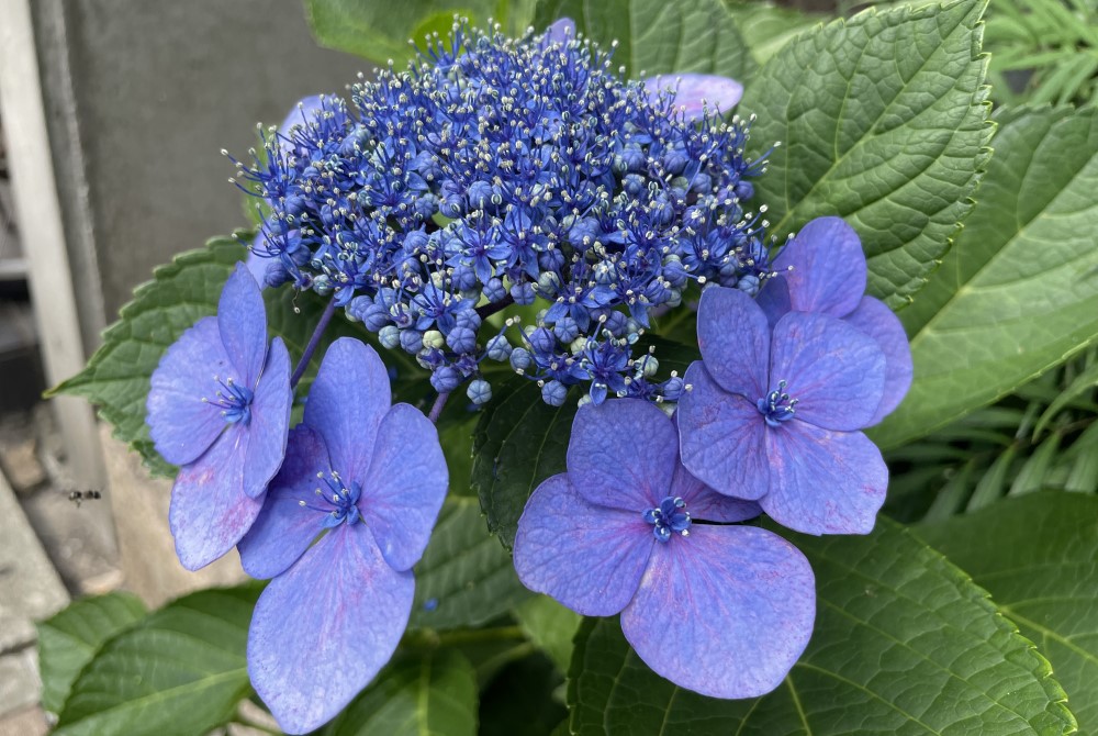 紫陽花 読みもの | よろずを継ぐもの｜継ぐべきものをよろず集めたモール