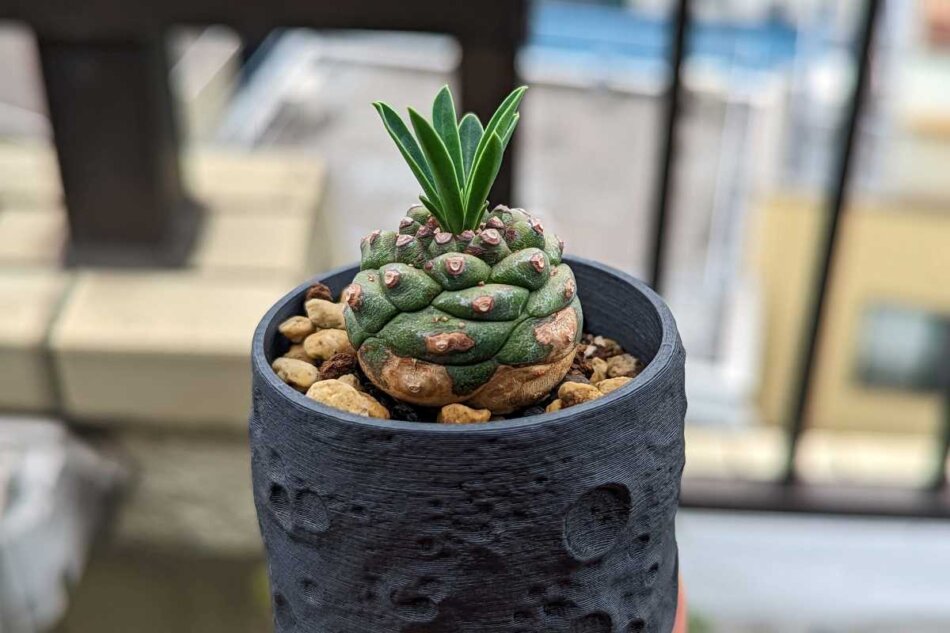 ユーフォルビア オベサ鉄甲（オベ鉄）の紹介 – ゆるぷ