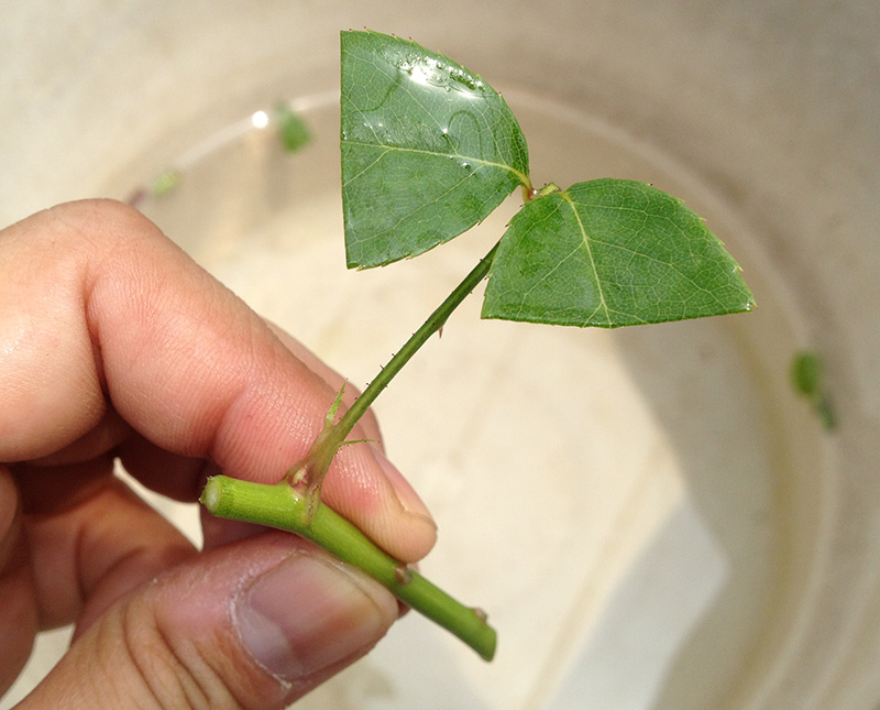 バラの挿し木のやり方 ｜ ピーキャットローズショップ