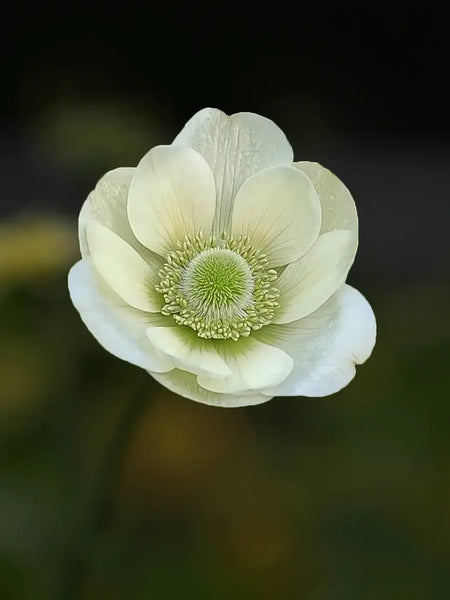 Bukettanemon_TheBride_29c90bc9