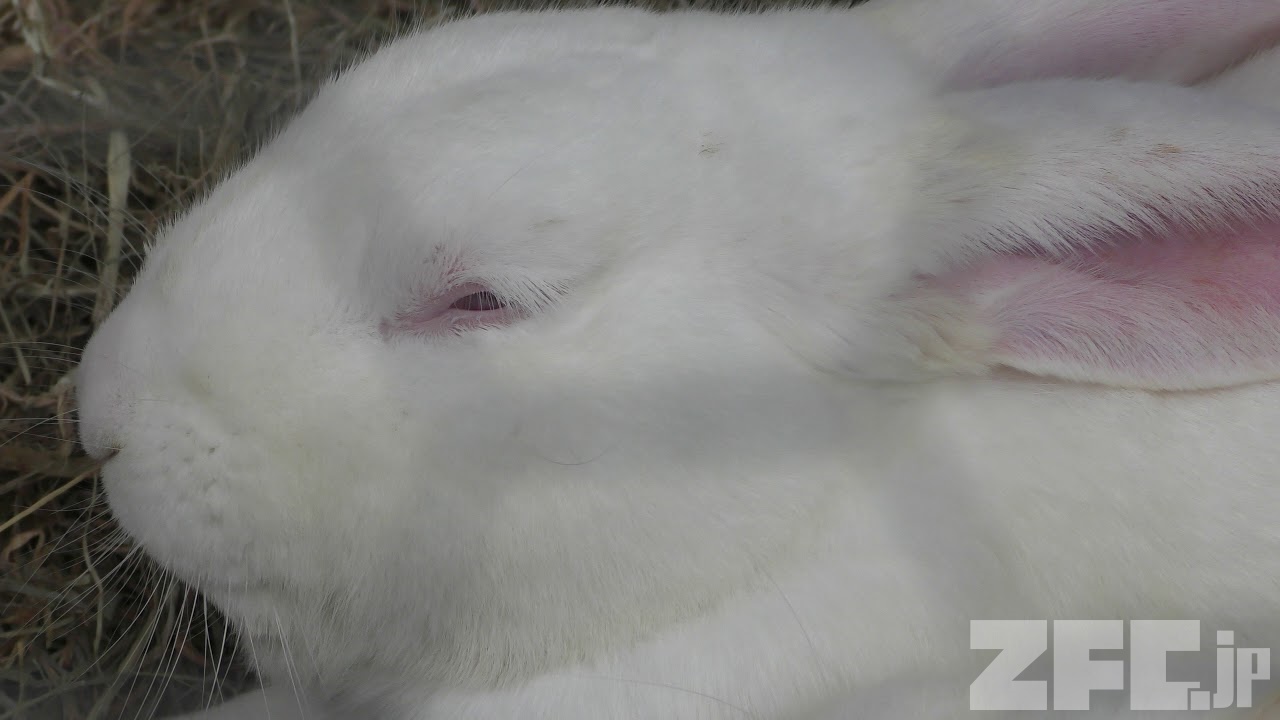 ウサギの日本白色種 (茶臼山動物園) 2018年4月15日 | ZFC.jp