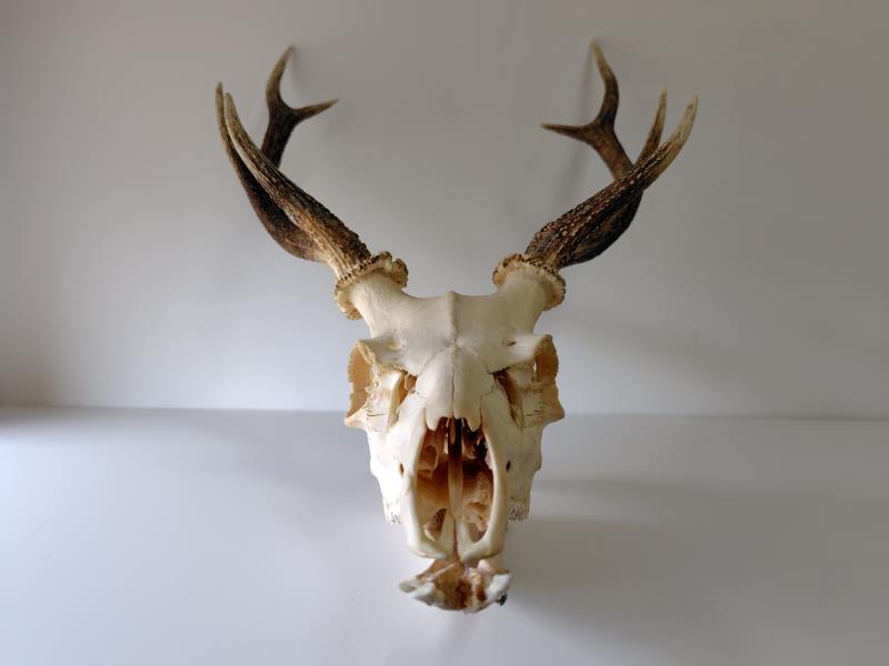 標本棚のラベル裏013 ホンシュウジカ（頭骨＋環椎） - 生き物・学び