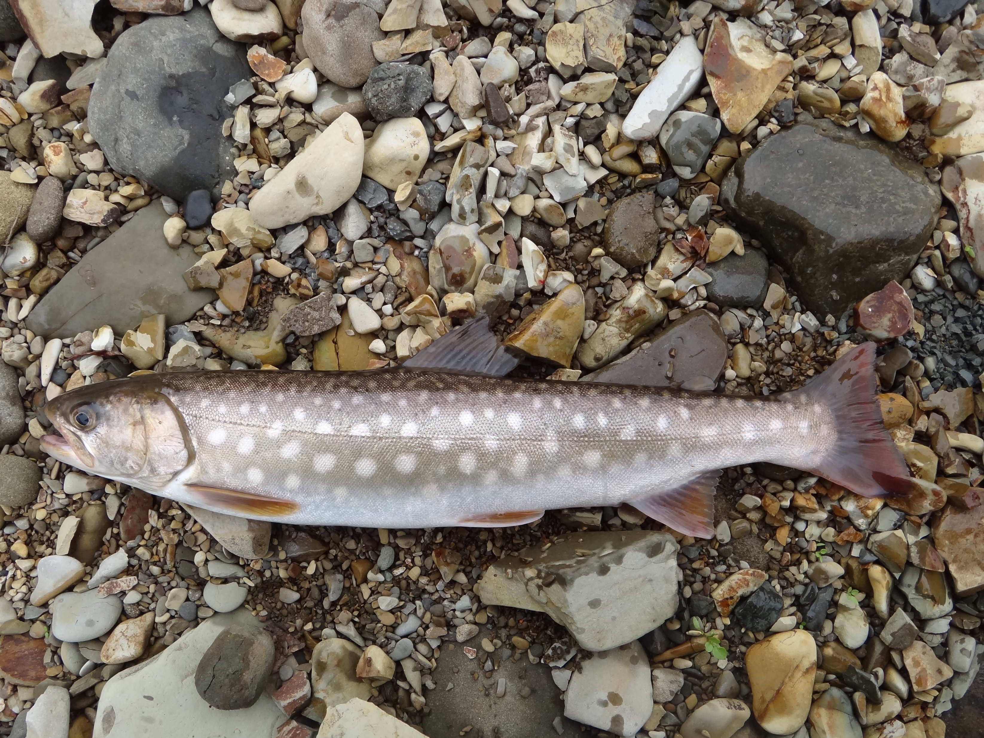 アメマス - WEB魚図鑑