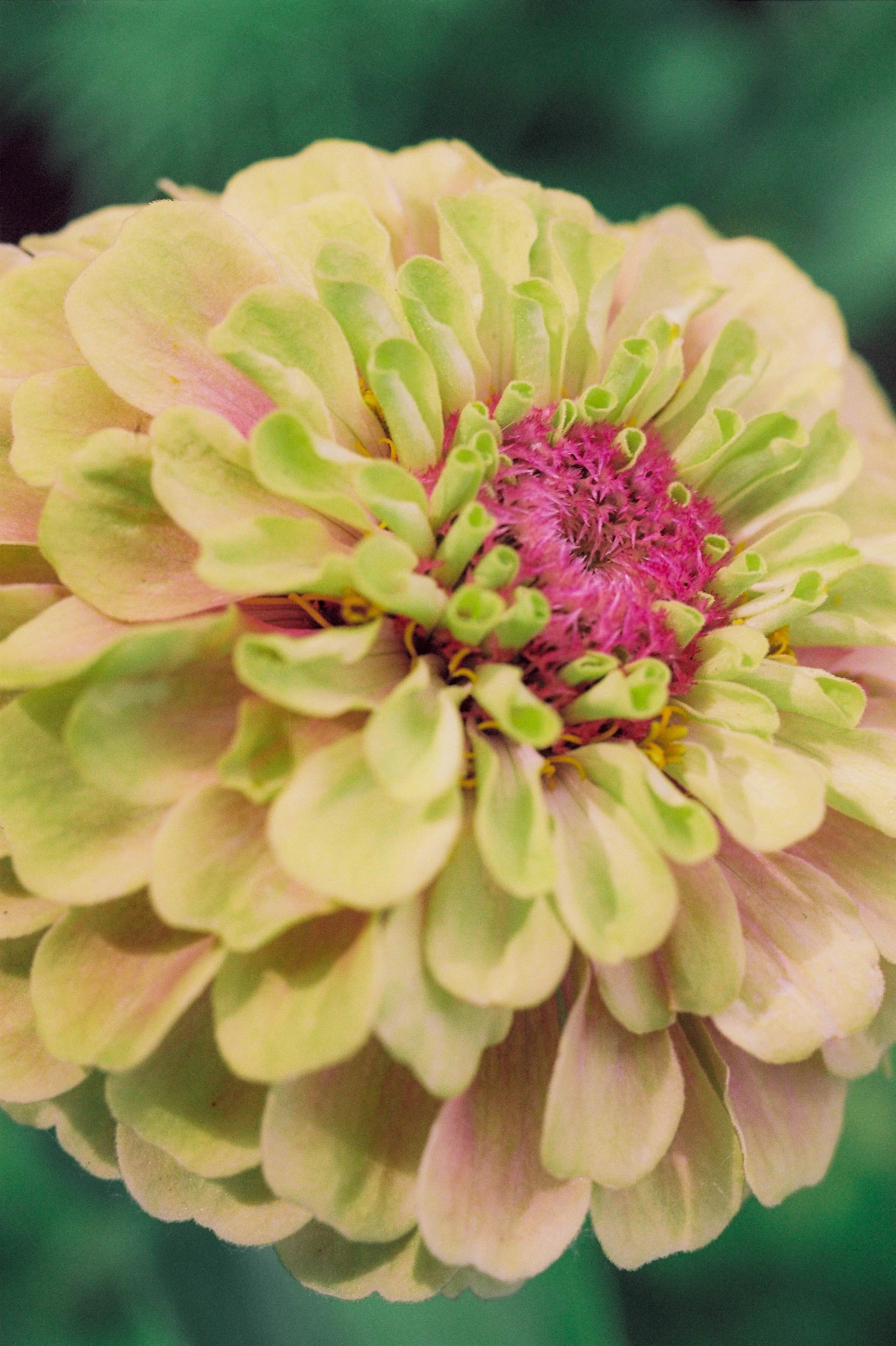 Abel Pink Iris - Eau de Parfum