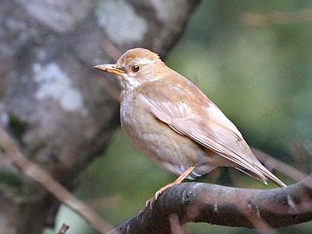 シロハラ-見て歩き北九州発