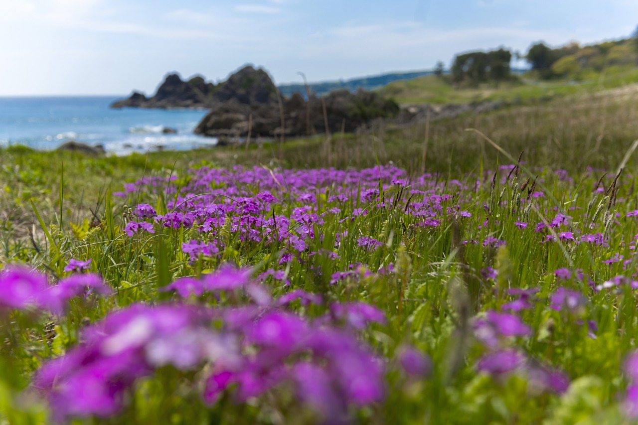 種差海岸｜スポット・体験｜【公式】青森県観光情報サイト Amazing AOMORI