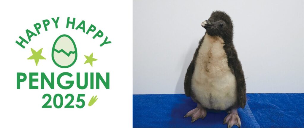 AOAO SAPPOROのメイン展⽰、”ホップする”ペンギンが開業以来、初の繁殖