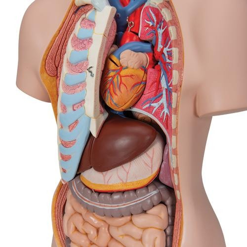 3B Scientific Classic Human Unisex Torso Anatomy Model (16 Parts