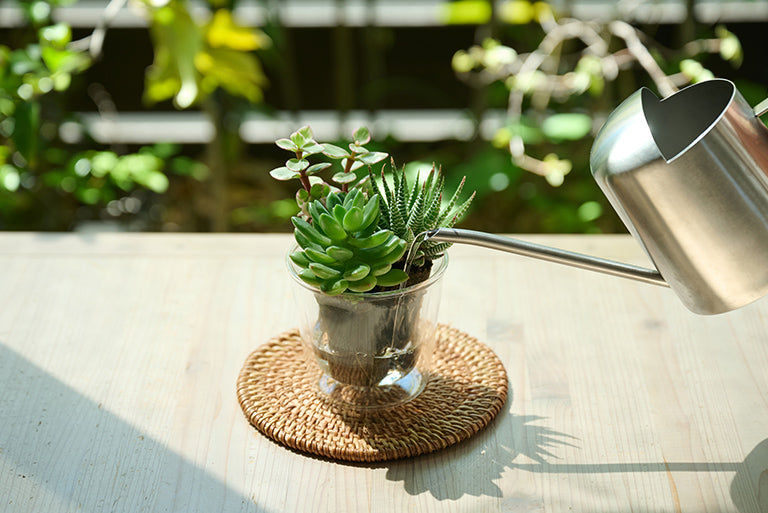 Taniku Set Spring｜土を使わない観葉植物 – &Green