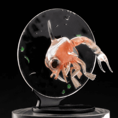 カプセルフィギュア「ミクロコスモス～プランクトン大全～」発売