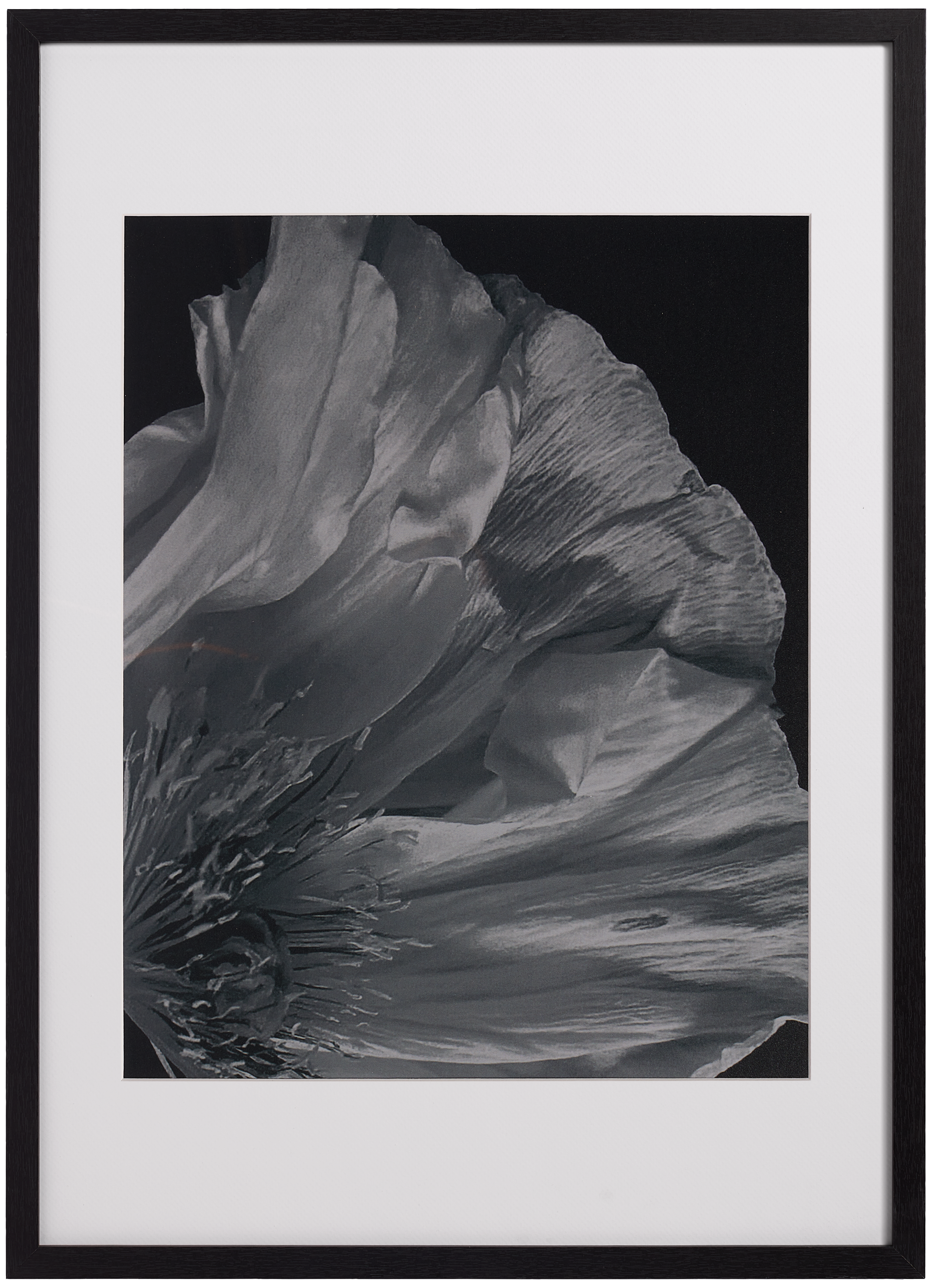 Flora 3フォトアート | Gallery | Flora 3 | Helena Christensen
