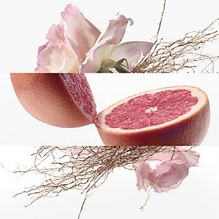 Concentre de pamplemousse rose Eau de toilette - 3.38 fl.oz