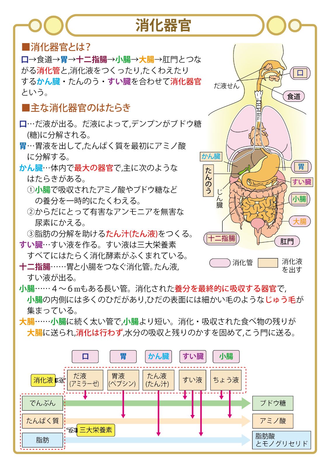 中学受験・理科 頻出用語・ポイントにしぼったまとめカード - メルカリ