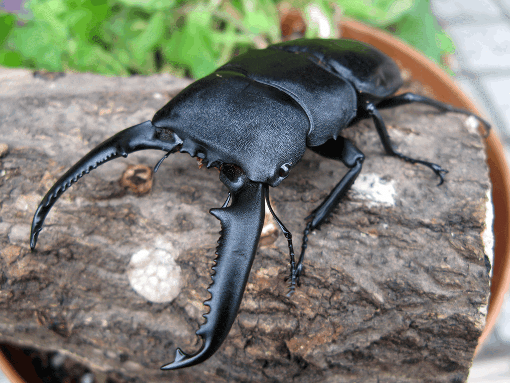 ムシキング(ギラファノコギリクワガタ)｜ほーせん