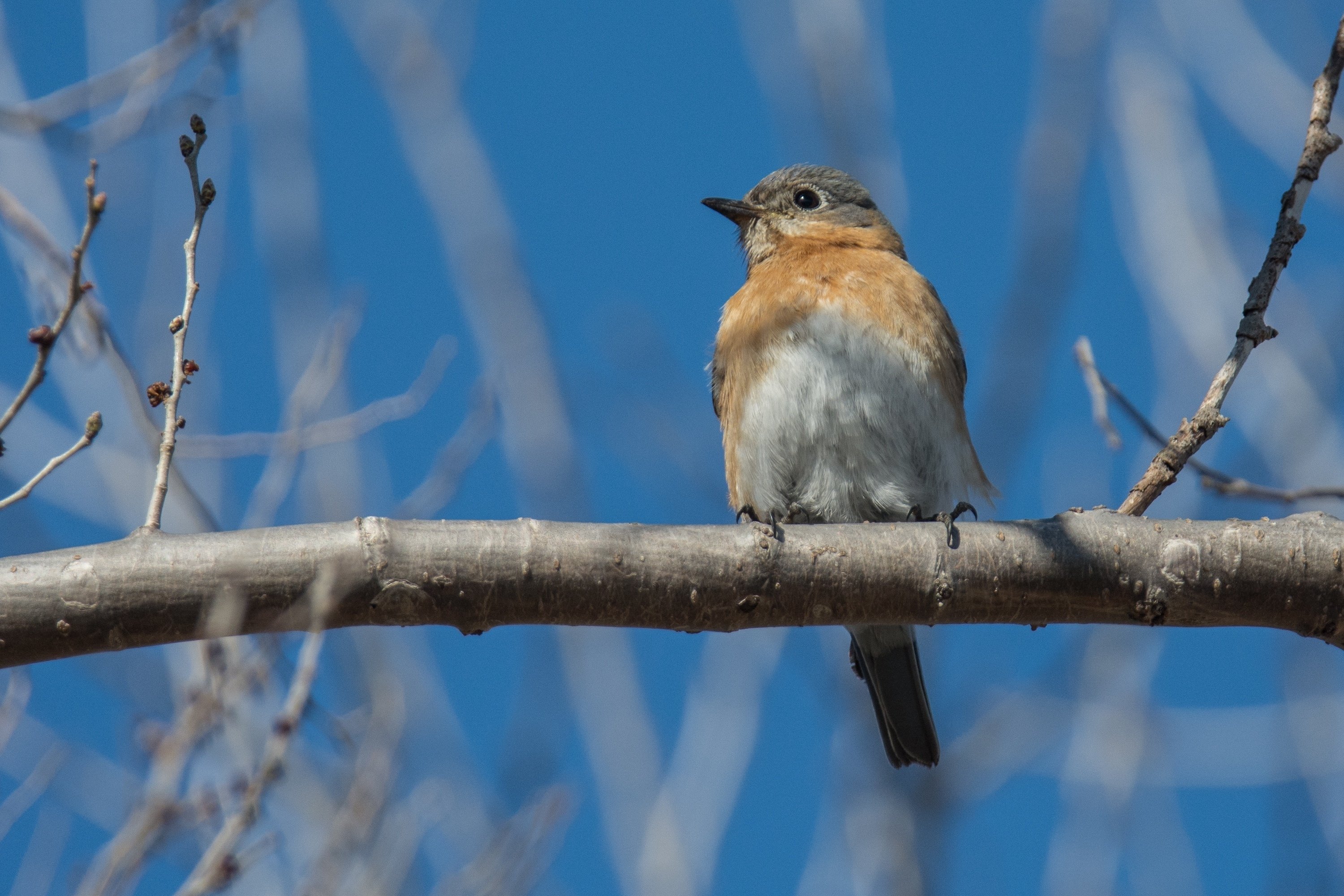 シカゴでバードウォッチング！】青い鳥｜ローリー