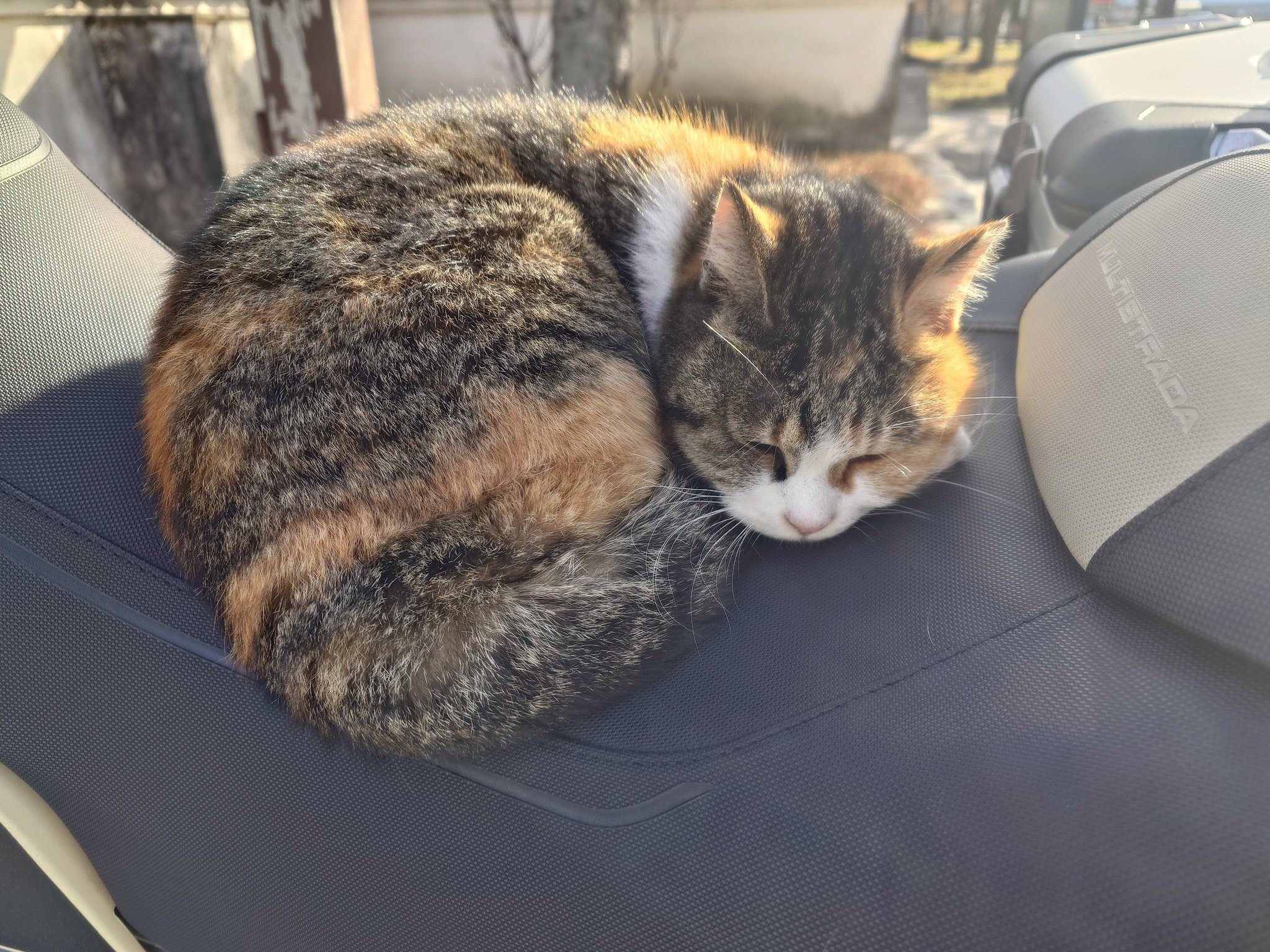 大型バイクを止めて戻ってきたら…猫が座っていた！ドゥカティの座席で