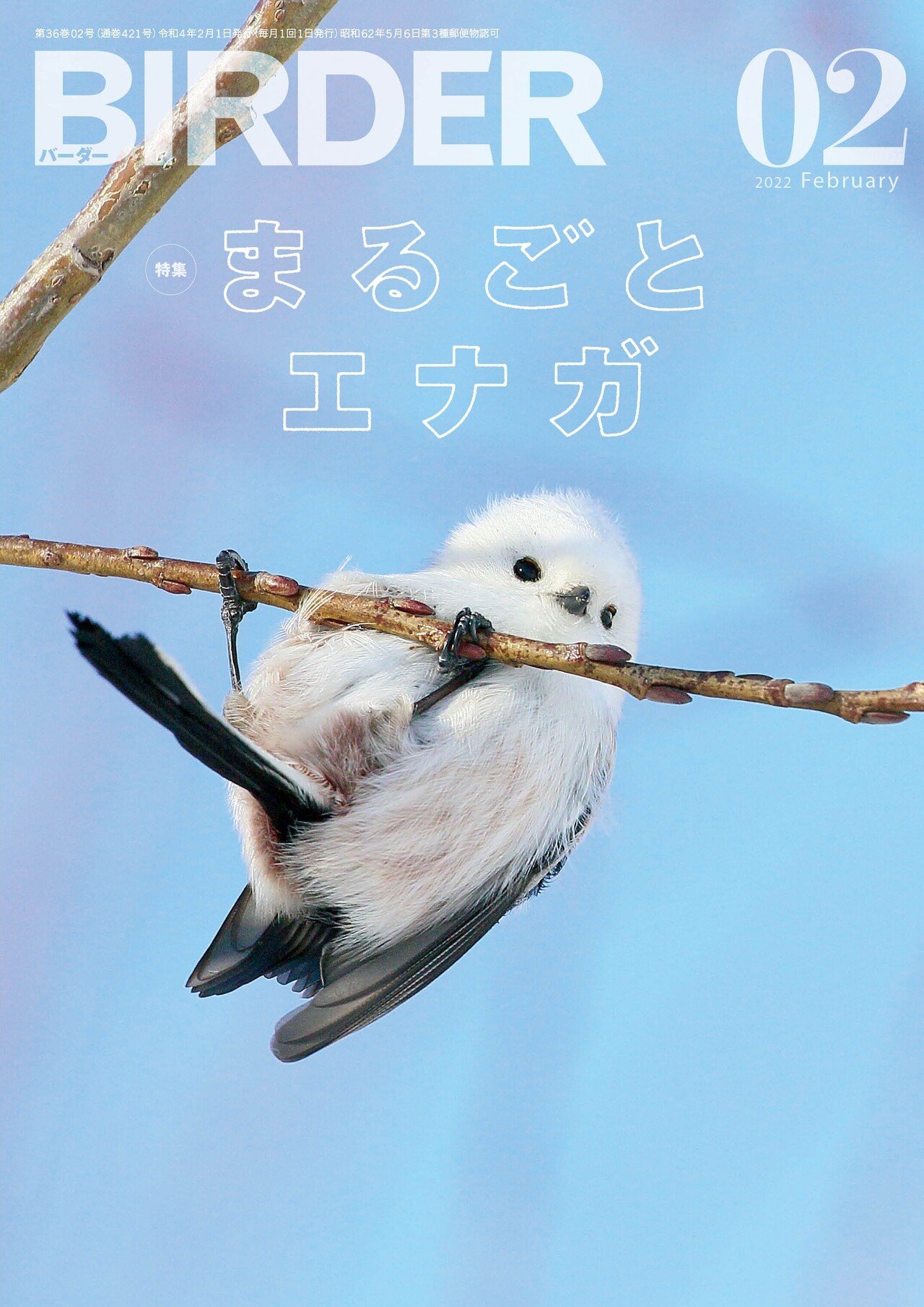 ここたんページ〜シマエナガ〜 ここたんページ〜シマエナガ〜 ここたん