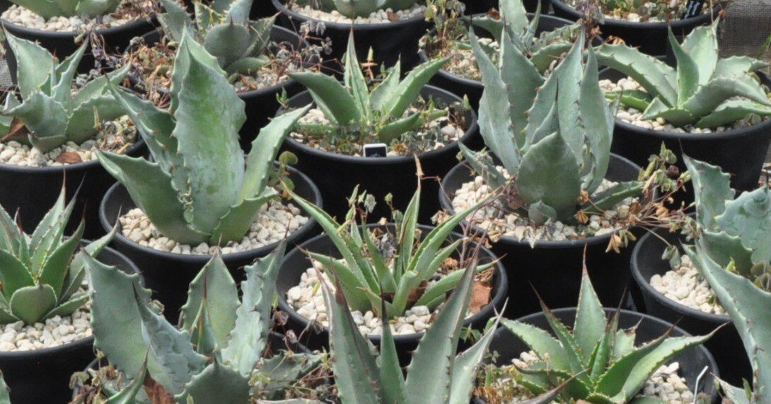 a44427f47ccf23b9b6925c6e6aa266