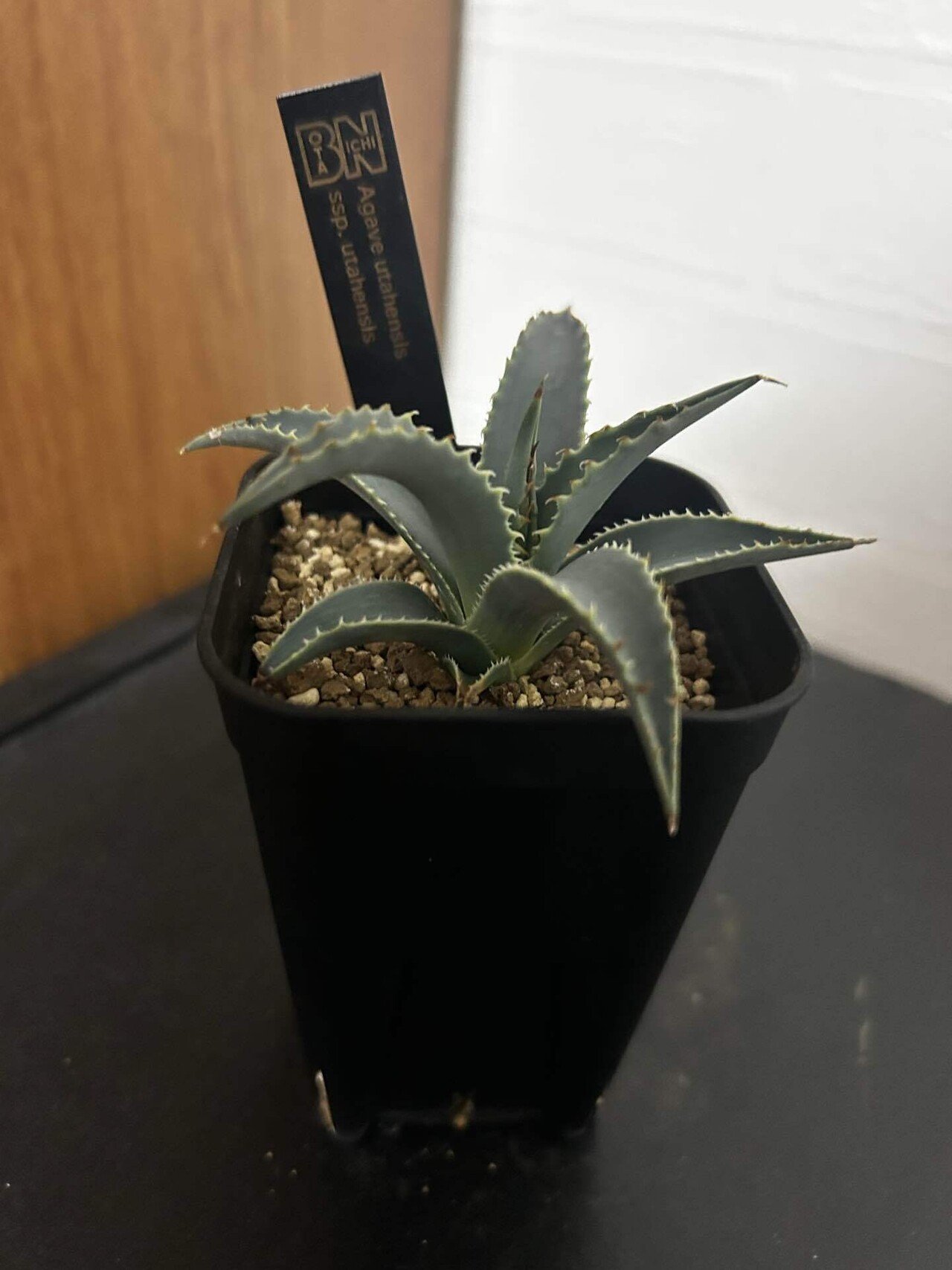 アガベ引退コレクション 複数株 アガベ引退コレクション 複数株