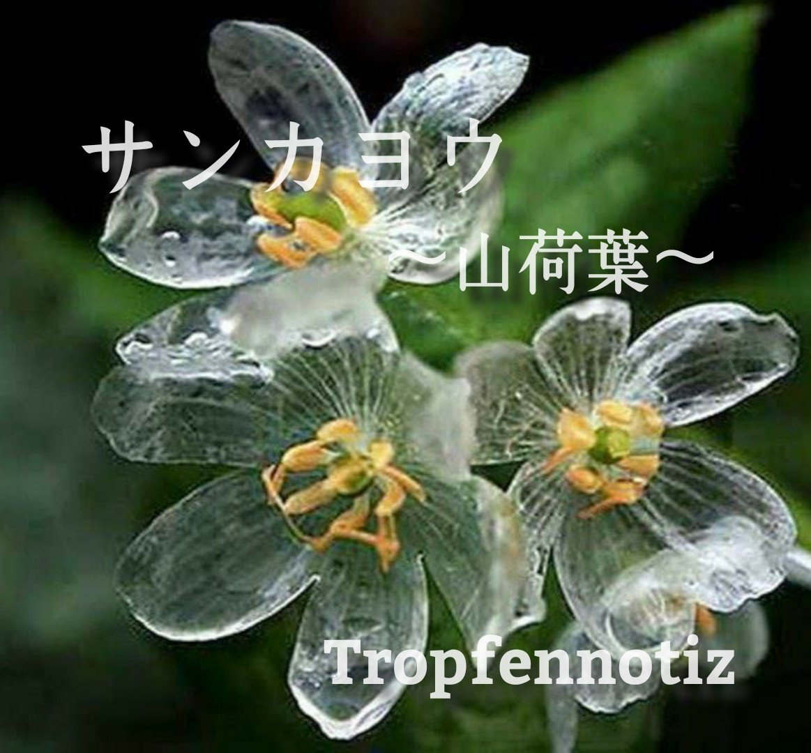 サンカヨウ～山荷葉～｜glass-aquarium（Tropfennotiz）