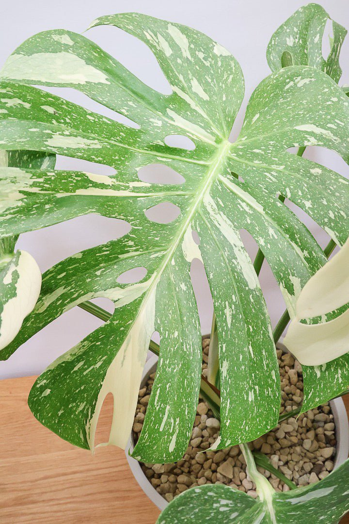 モンステラ タイコンステレーションPP61434A| 観葉植物の通信販売