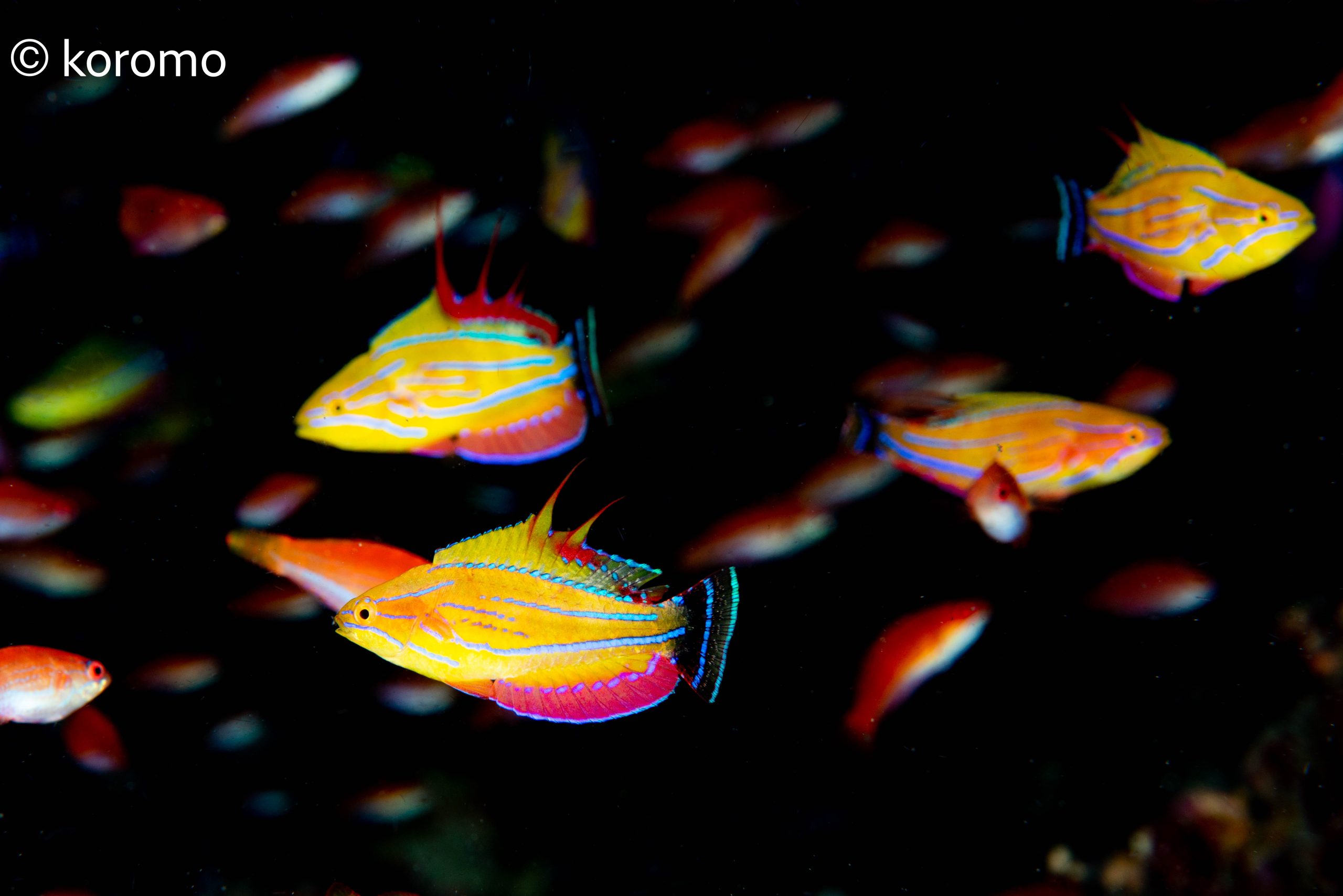 ベラ祭炸裂！！！！ – AQUARIUS DIVERS