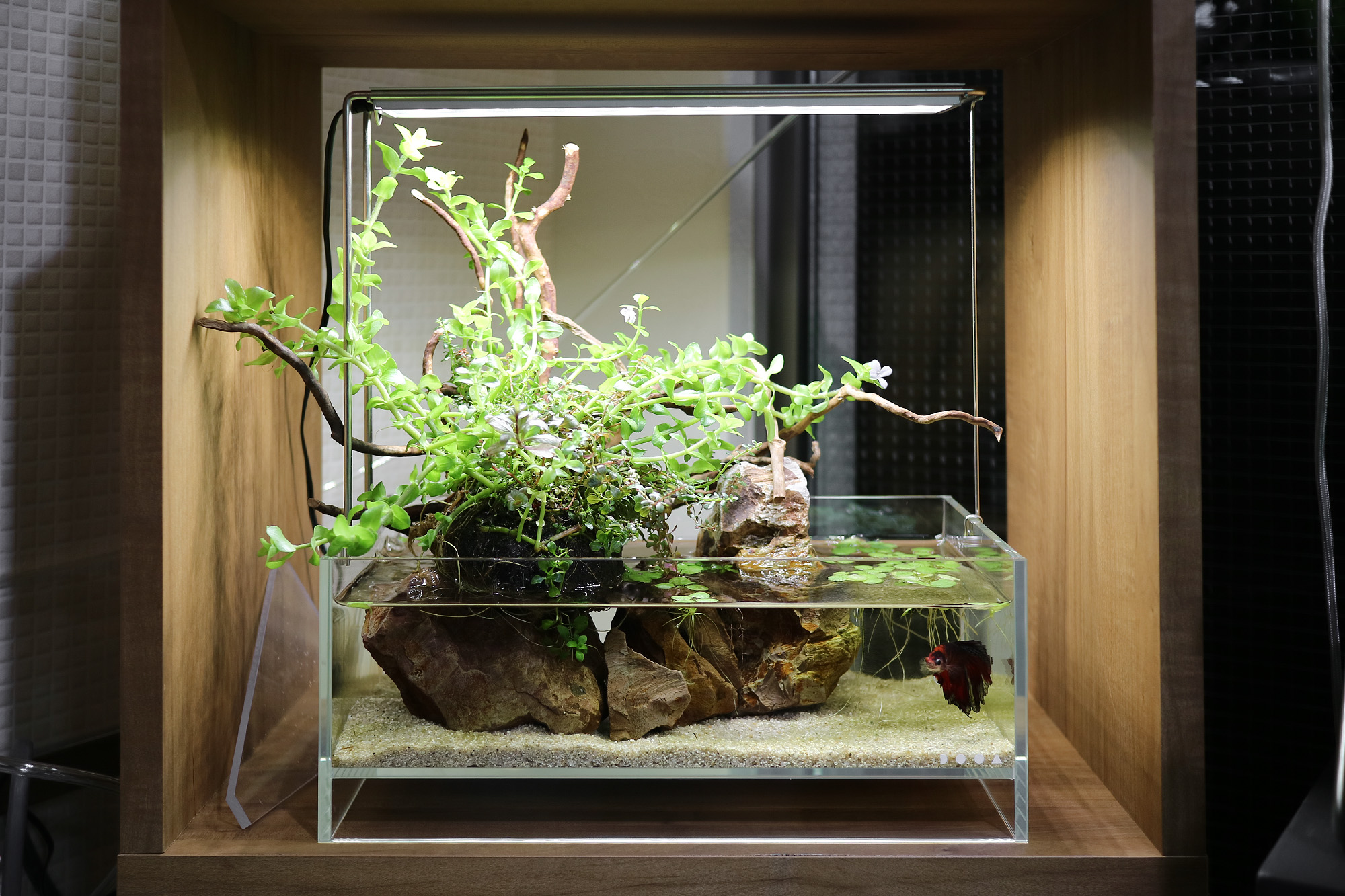 アクアテラリウム完成品】渓流アクアリウム＋テラリウム30cmキューブ