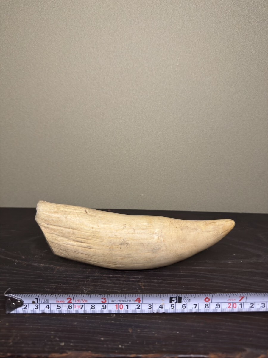 Yahoo!オークション -「イッカク 牙」の落札相場・落札価格