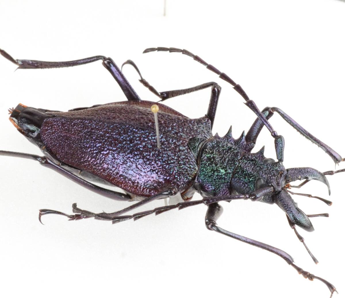 Yahoo!オークション -「ノコギリカミキリ」(その他) (虫類)の落札相場