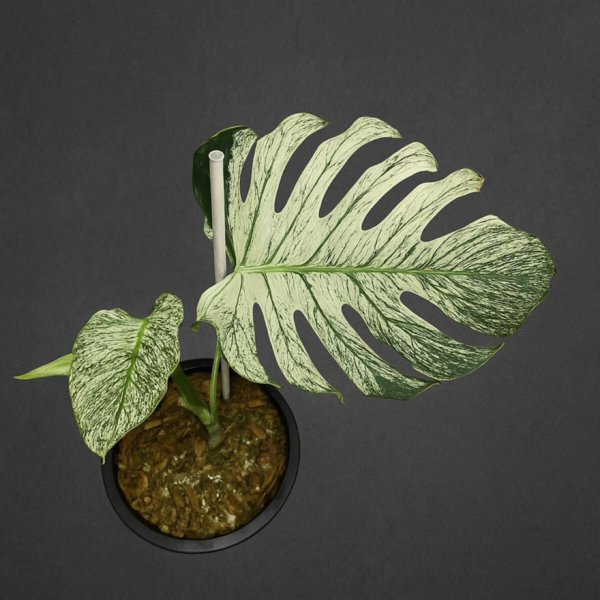 Yahoo!オークション -「モンステラ デビルモンスター」(観葉植物) の
